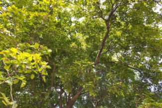 Pongamia pinnata tree. Millettia pinnata is a species of tree in the pea family,Fabaceae,native to eastern and tropical Asia,Australia and Pacific islands. It also has a name Pongamia pinnata.